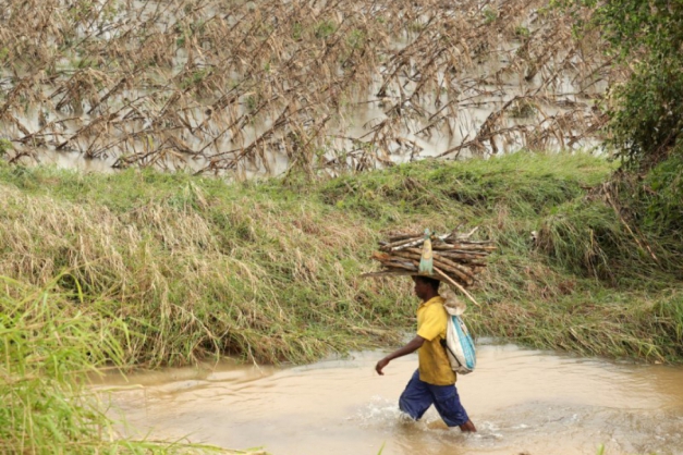 Macaque in the trees