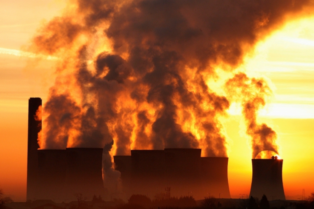 Macaque in the trees