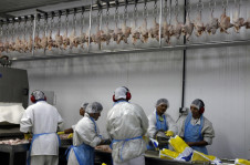 Processamento de carne de frango