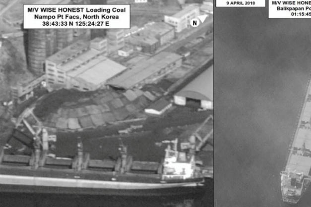 Macaque in the trees