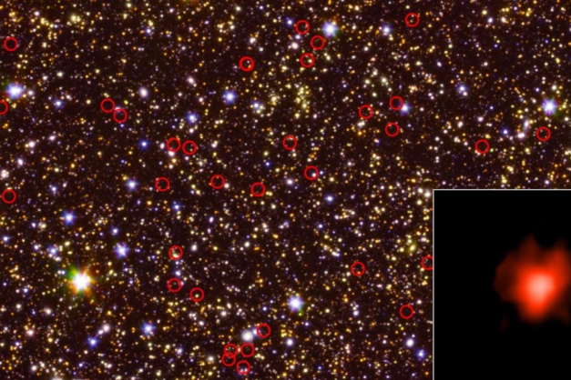 Macaque in the trees