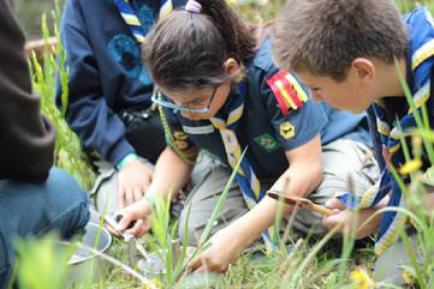 Macaque in the trees