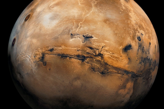 Macaque in the trees