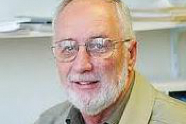 Macaque in the trees