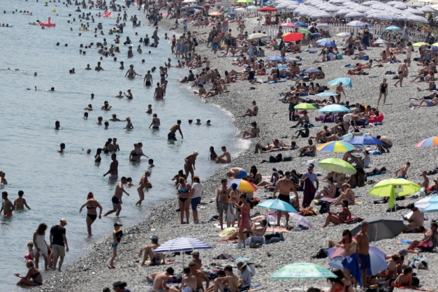 Macaque in the trees