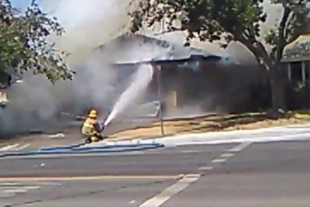 Macaque in the trees