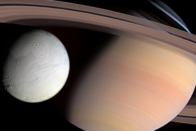 Macaque in the trees