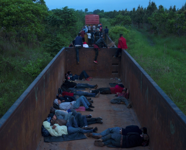 Macaque in the trees