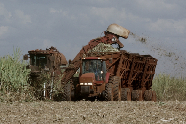 Macaque in the trees