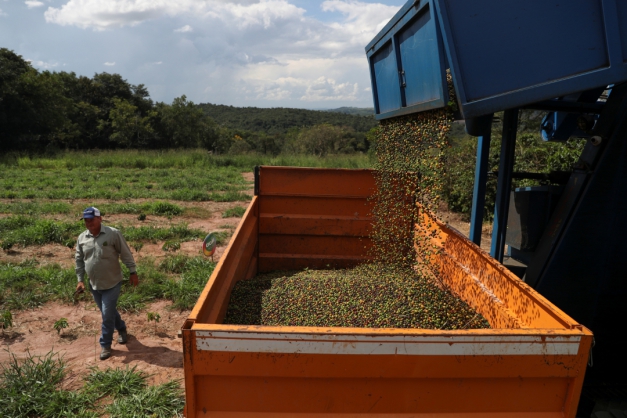 Macaque in the trees