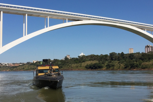Macaque in the trees