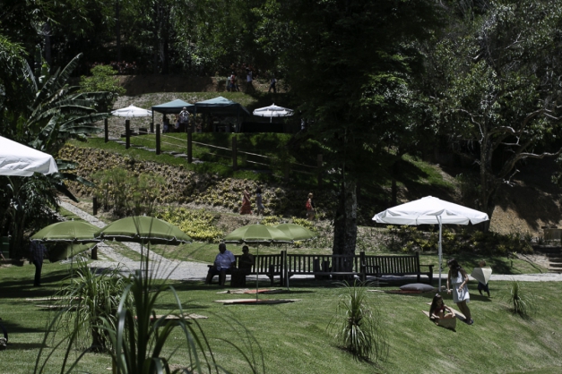 Macaque in the trees