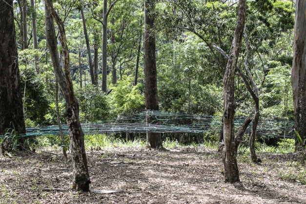 Macaque in the trees