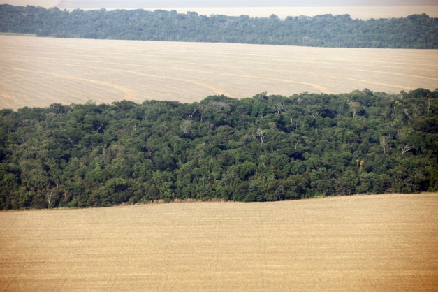 Macaque in the trees
