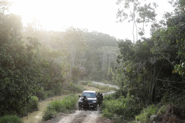 Macaque in the trees
