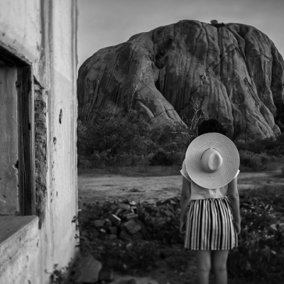 Macaque in the trees