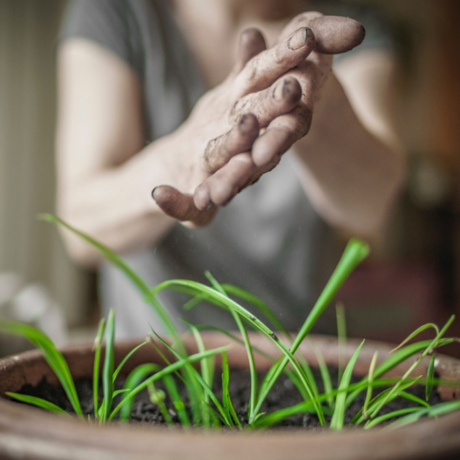 Macaque in the trees