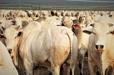 No 3&ordm; trimestre de 2025, foram abatidas 11,28 milh&otilde;es de cabe&ccedil;as de bovinos sob algum tipo de servi&ccedil;o de inspe&ccedil;&atilde;o sanit&aacute;ria