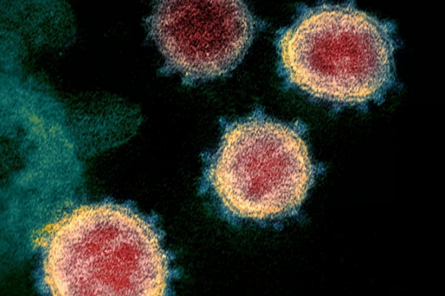 Macaque in the trees