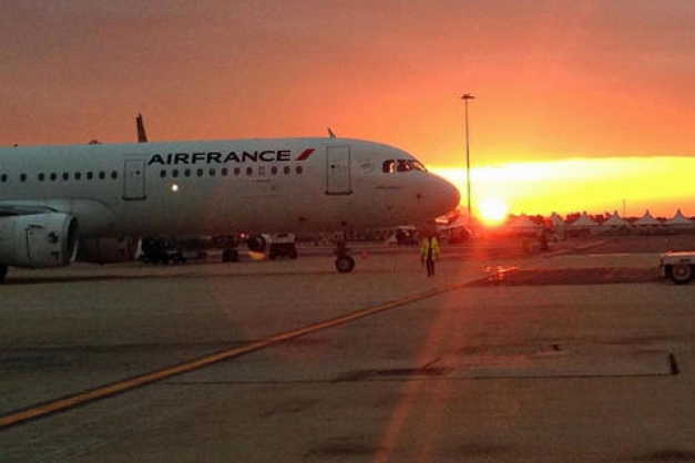 Macaque in the trees