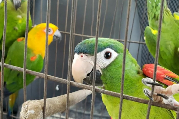 Macaque in the trees