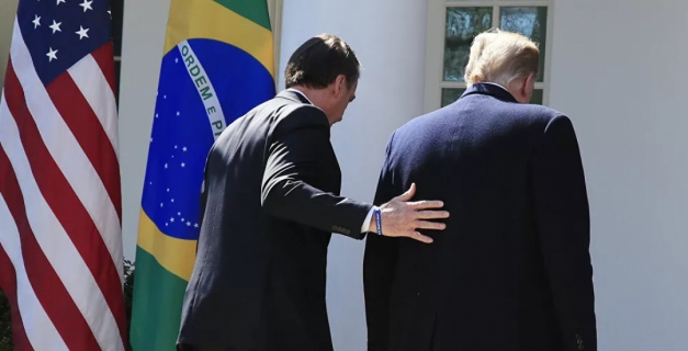 Macaque in the trees