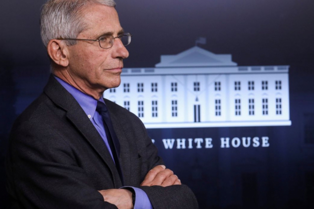 Macaque in the trees