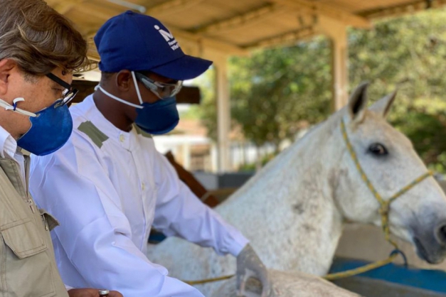 Macaque in the trees