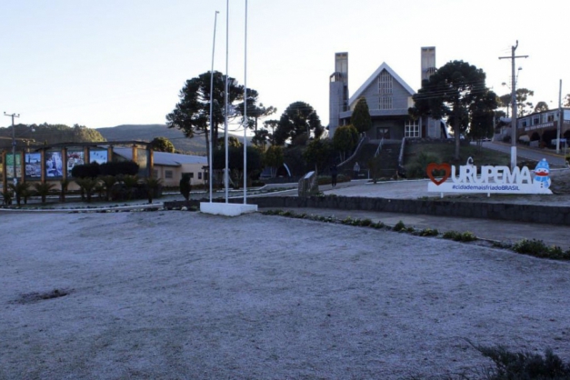 Macaque in the trees