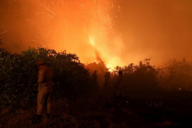 Macaque in the trees