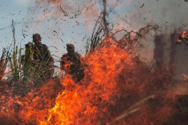 Operação do Exército contra incêndios na Amazônia Macaque in the trees