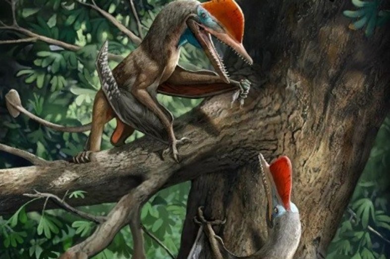 PTERODÁCTILO ENCONTRADO VIVO NA AFRICA (KONGAMATO O RÉPTIL VOADOR