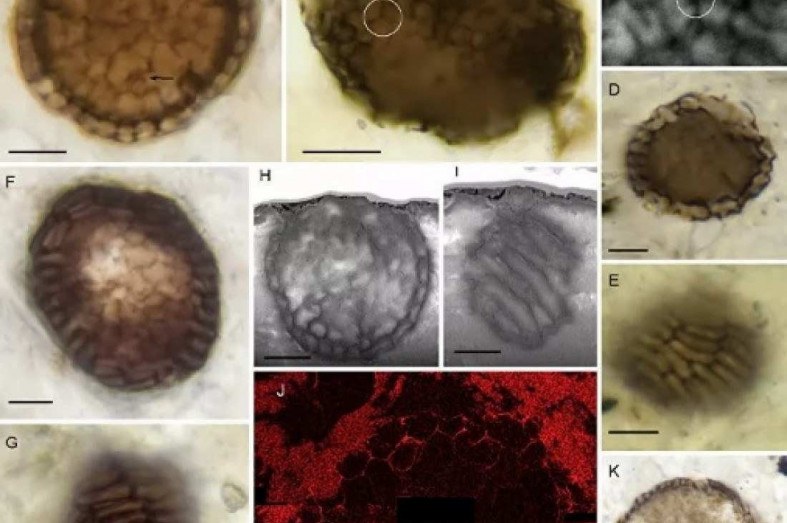 Elsevier Inc / Imagens recortadas