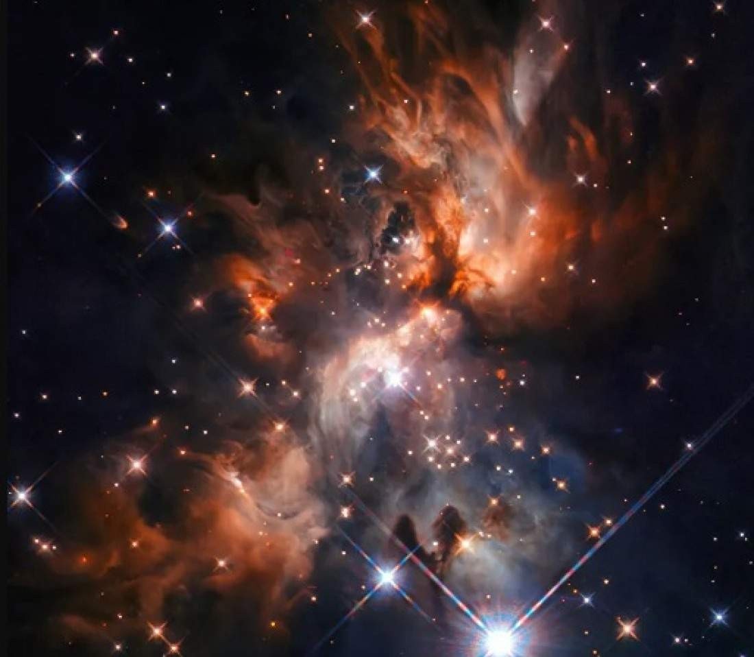 Macaque in the trees