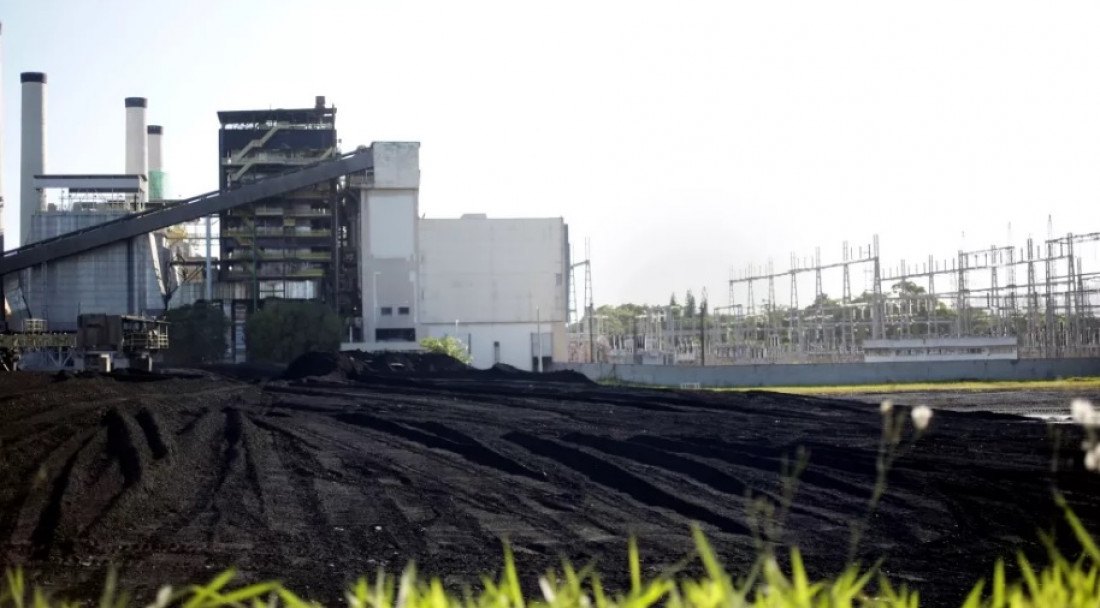 Macaque in the trees