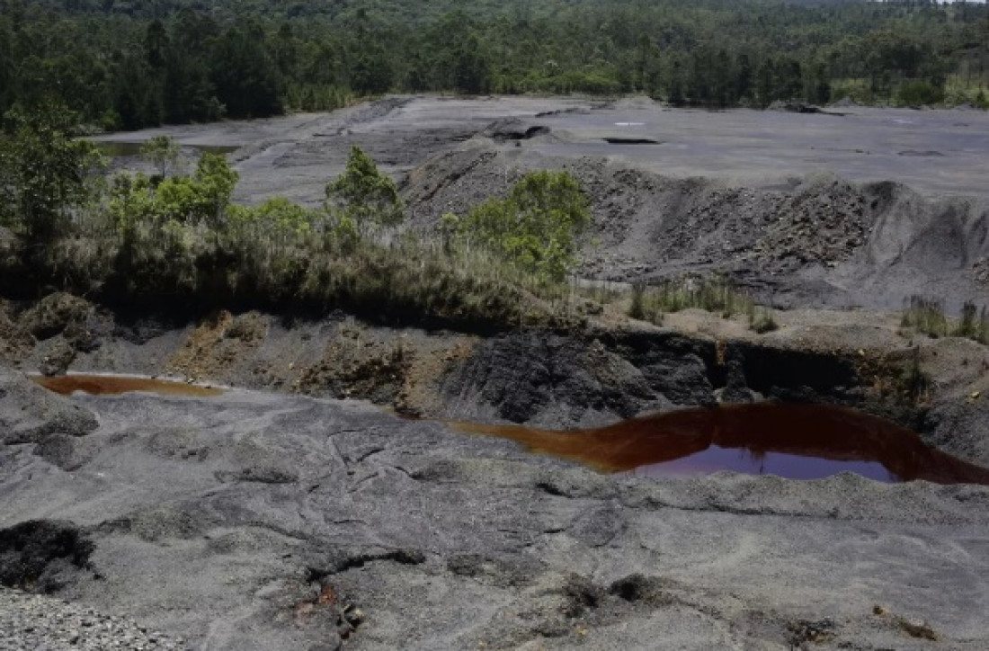 Macaque in the trees