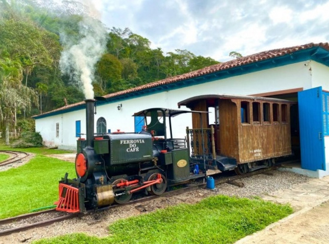 Macaque in the trees
