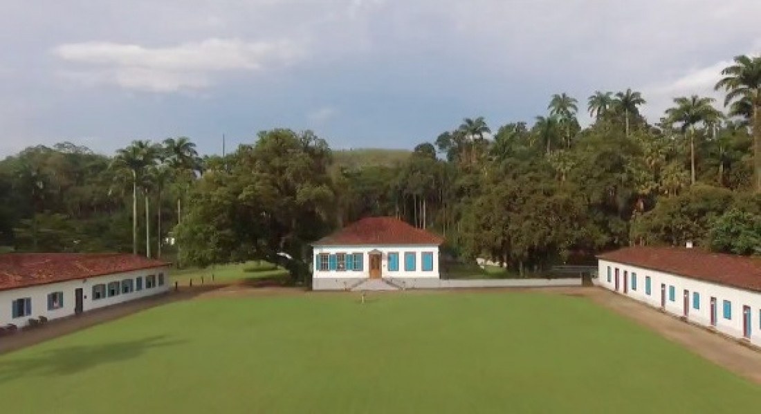 Macaque in the trees