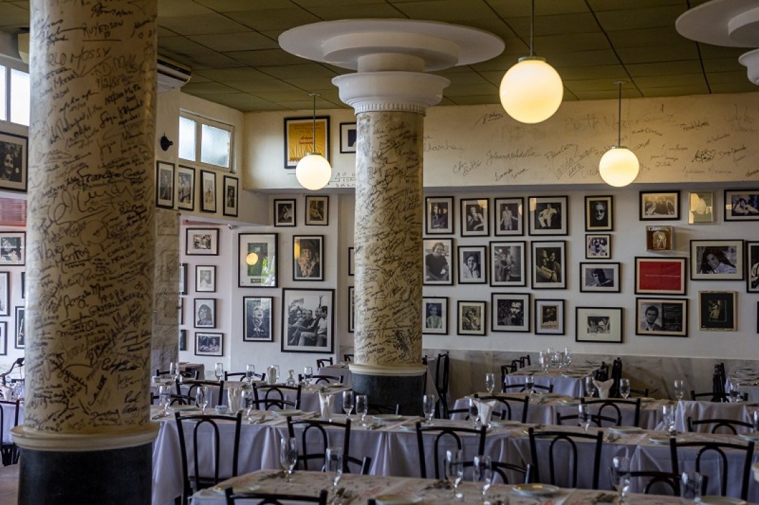 Macaque in the trees