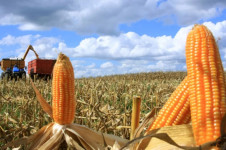 A colheita de milho j&aacute; teve in&iacute;cio nos estados do Mato Grosso, Mato Grosso do Sul, Minas Gerais, Tocantins, Maranh&atilde;o e Paran&aacute;