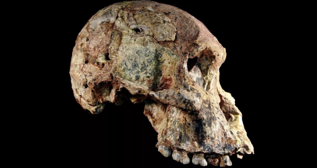 Deformação em fóssil mais completo de Australopiteco pode ser