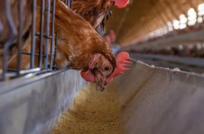 O Brasil &eacute; o maior exportador mundial de carne de frango