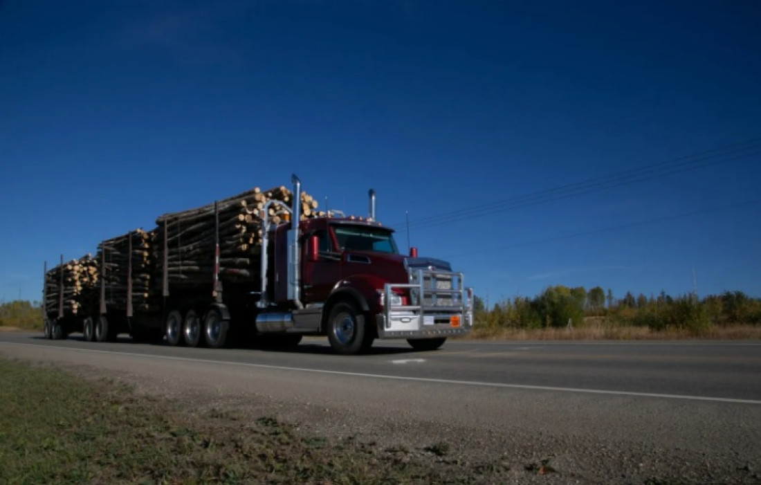 Macaque in the trees