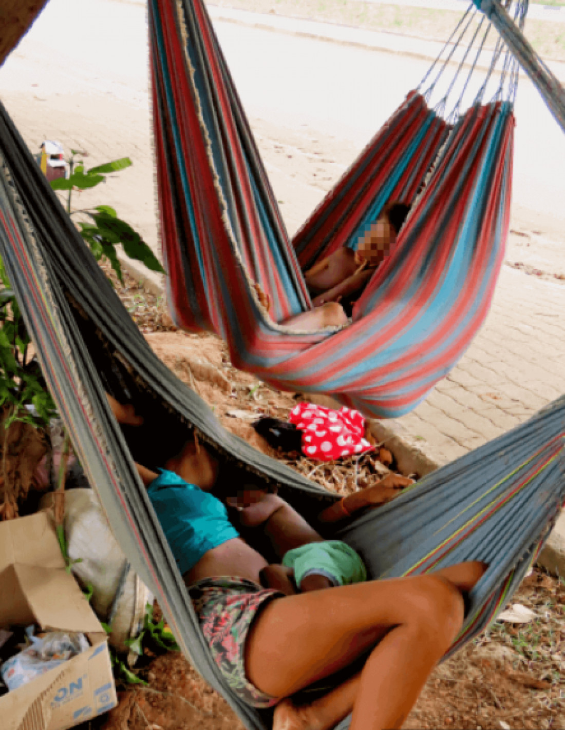 Macaque in the trees