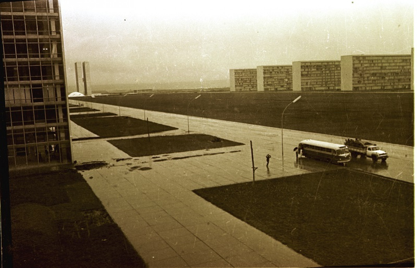 Macaque in the trees
