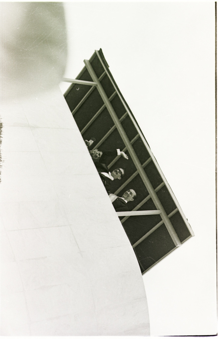 Macaque in the trees