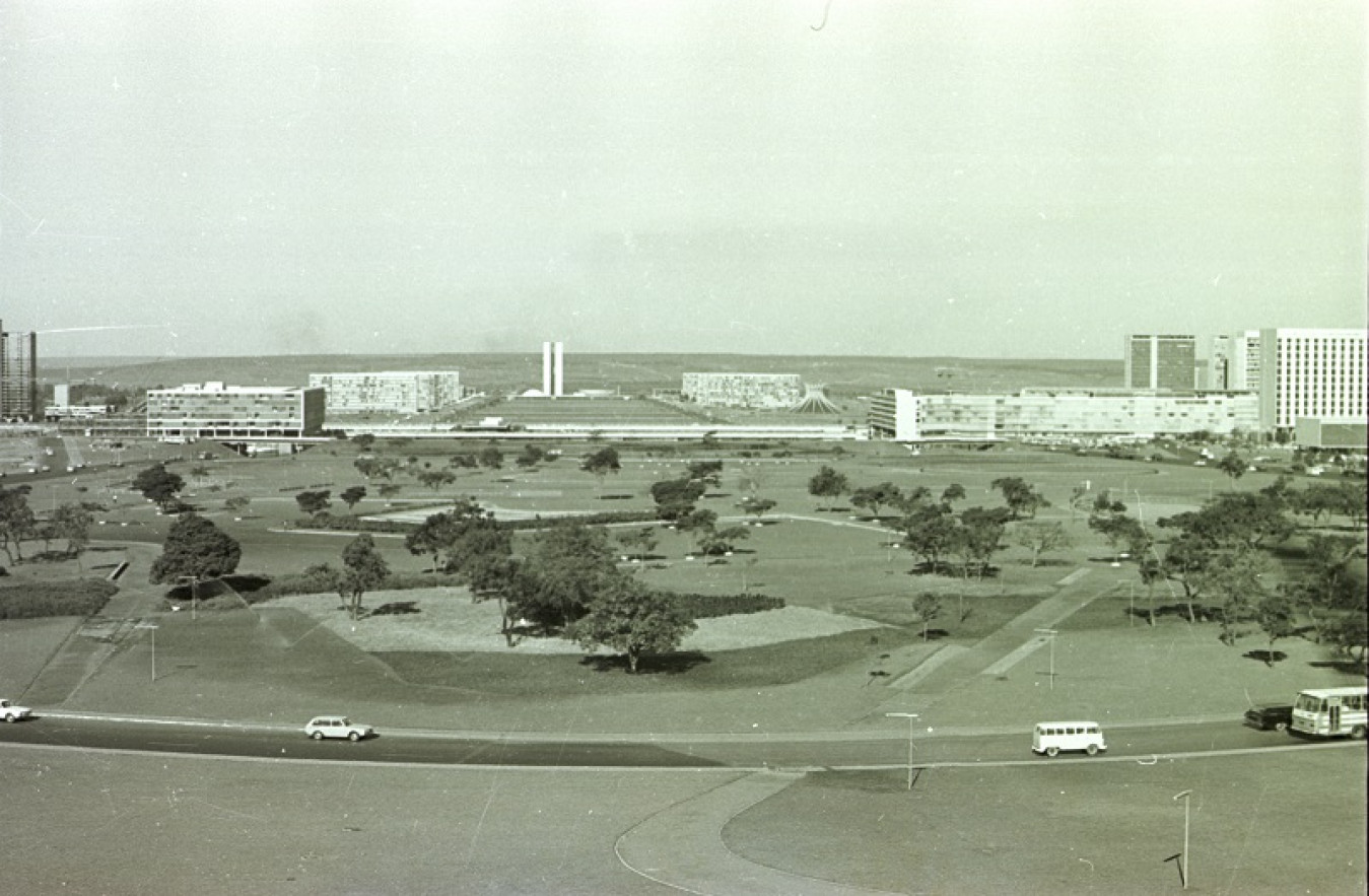 Macaque in the trees