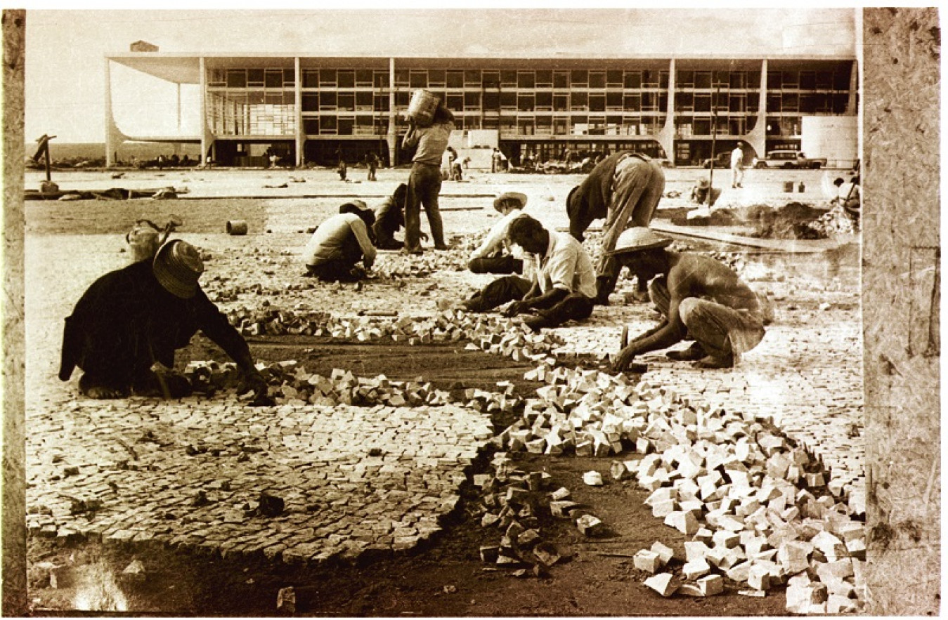 Macaque in the trees