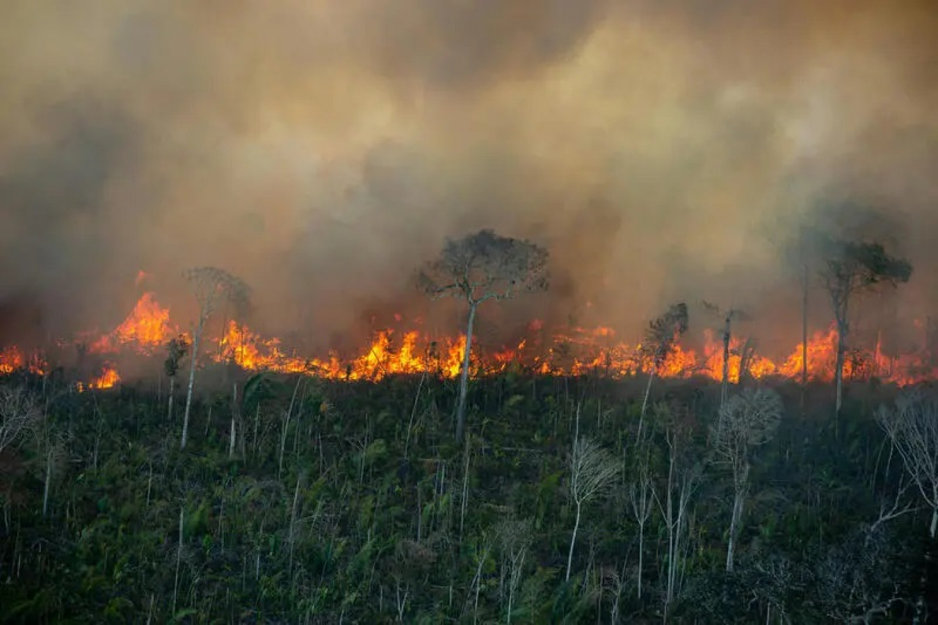 Colniza registra maior área contínua desmatada na Amazônia em 2022 :  Instituto Centro de Vida