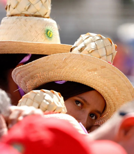 Macaque in the trees